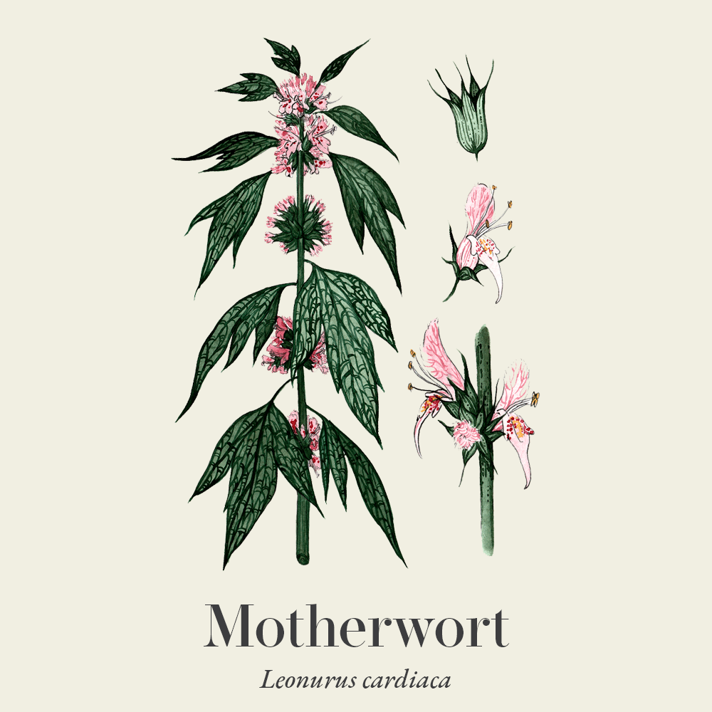 Motherwort (Leonurus cardiaca)