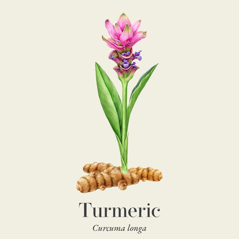 Turmeric