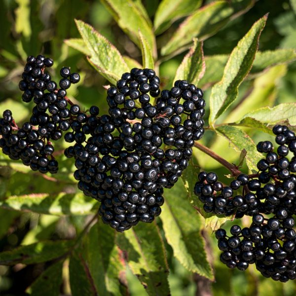Elderberry (Sambucus nigra)