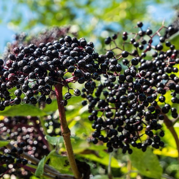 Elderberry (Sambucus nigra)
