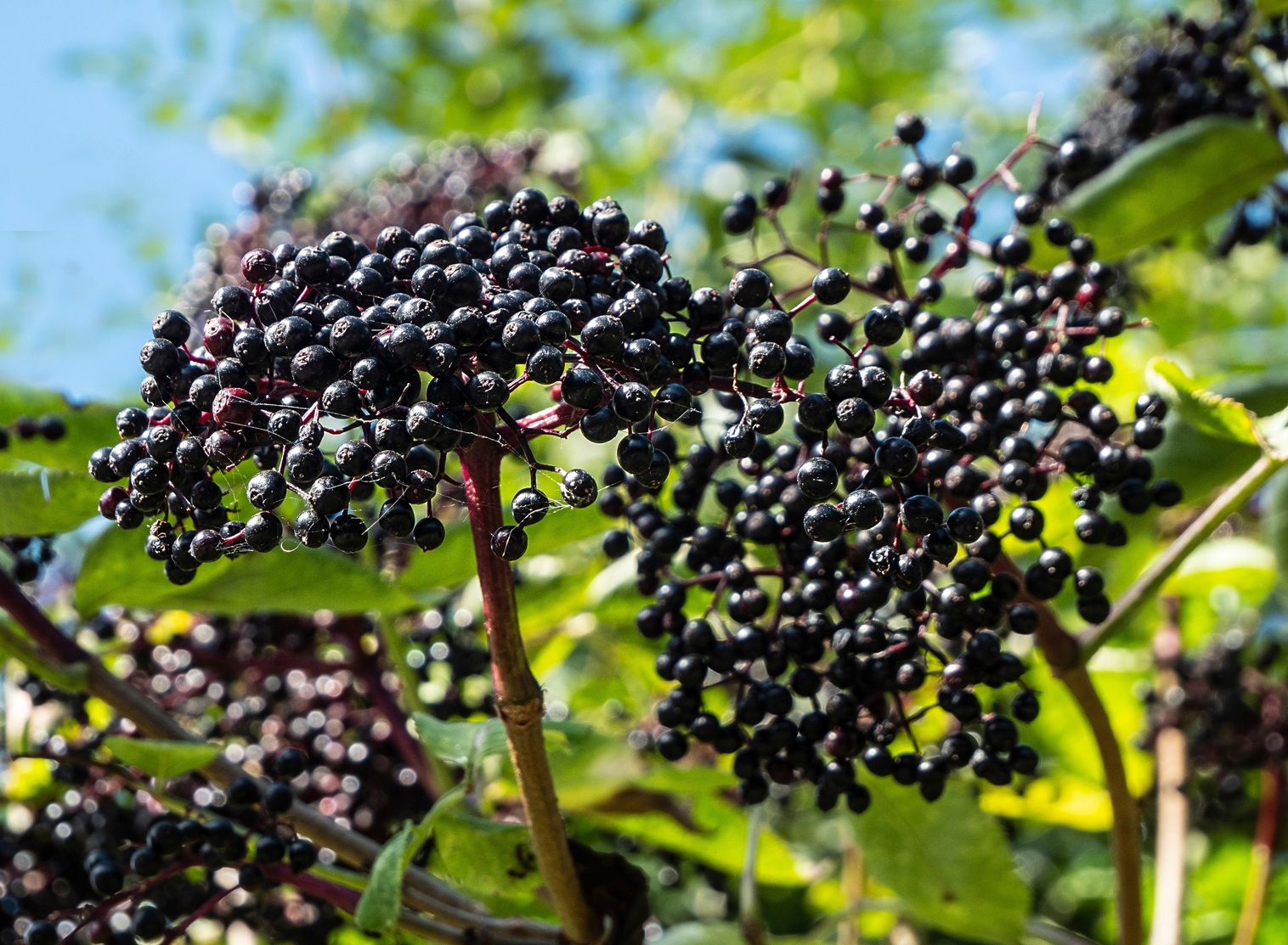 Elderberry