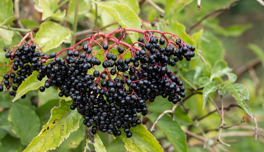 Elderberry (Sambucus nigra)