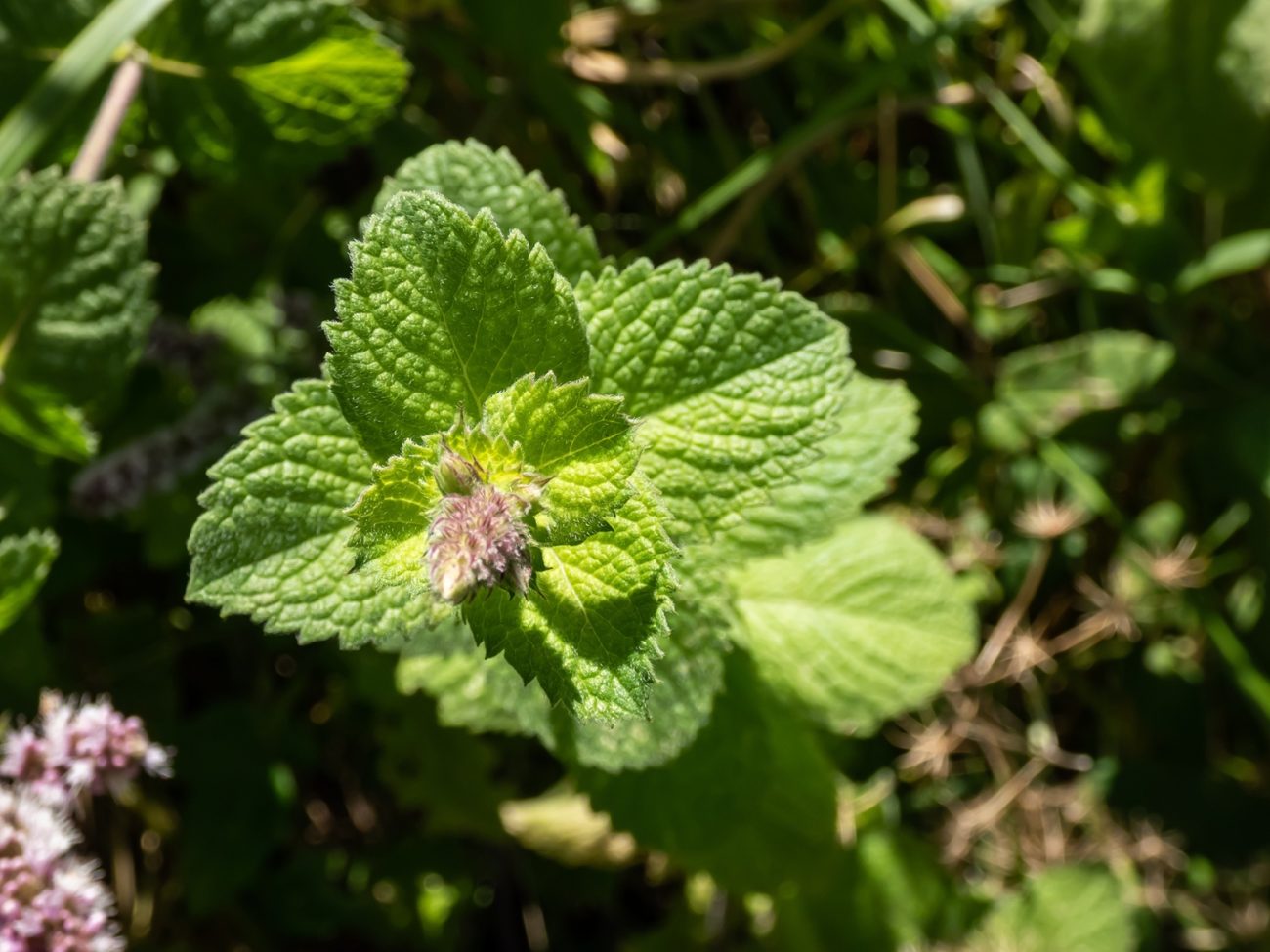 Mint (Mentha x piperita)