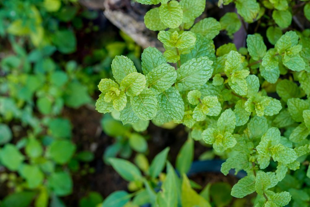 Mint (Mentha x piperita)