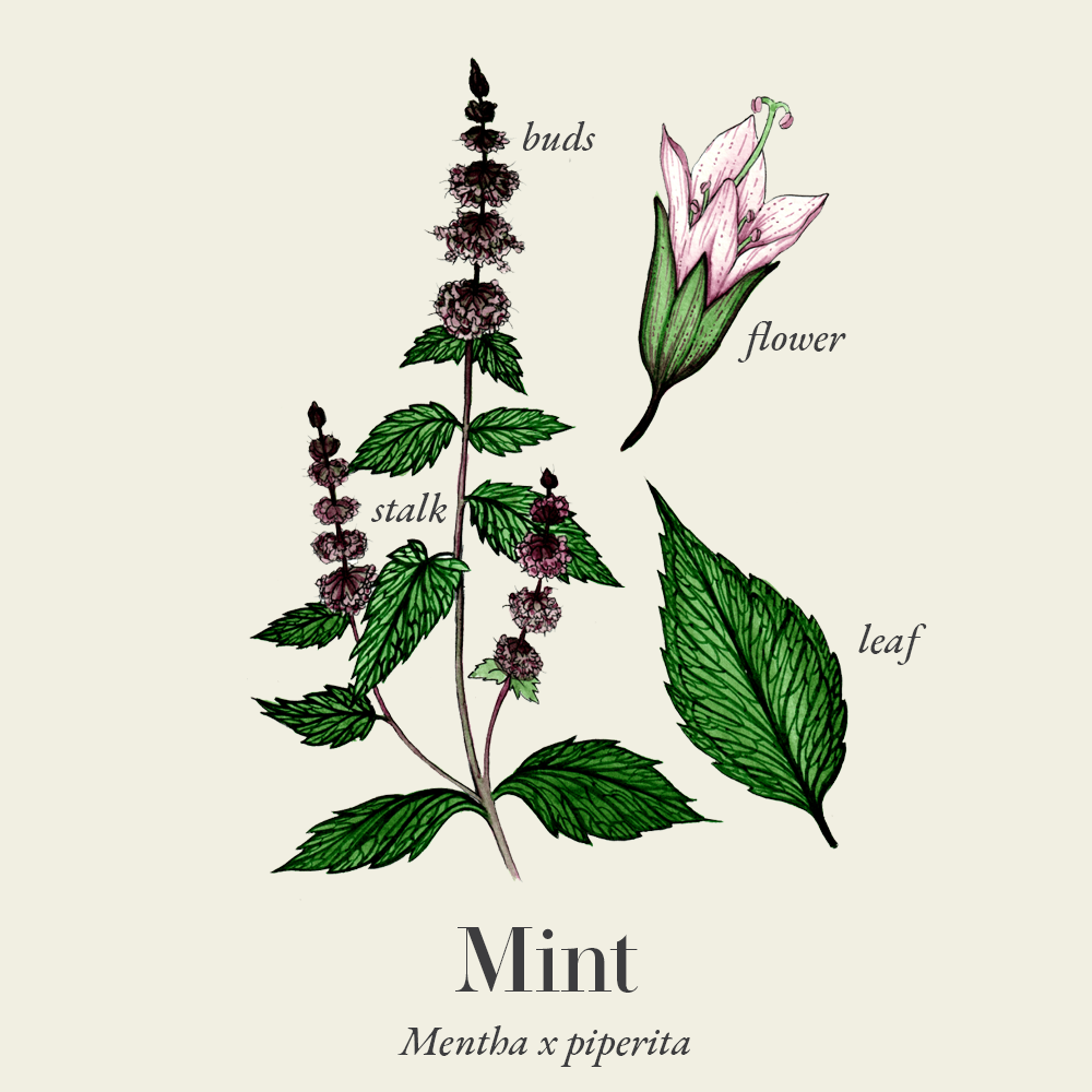 Mint (Mentha x piperita)
