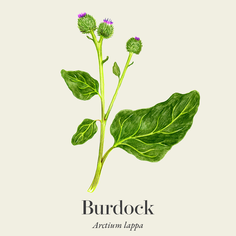 Burdock (Arctium lappa)