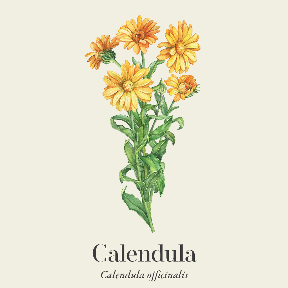 Calendula (Calendula officinalis)
