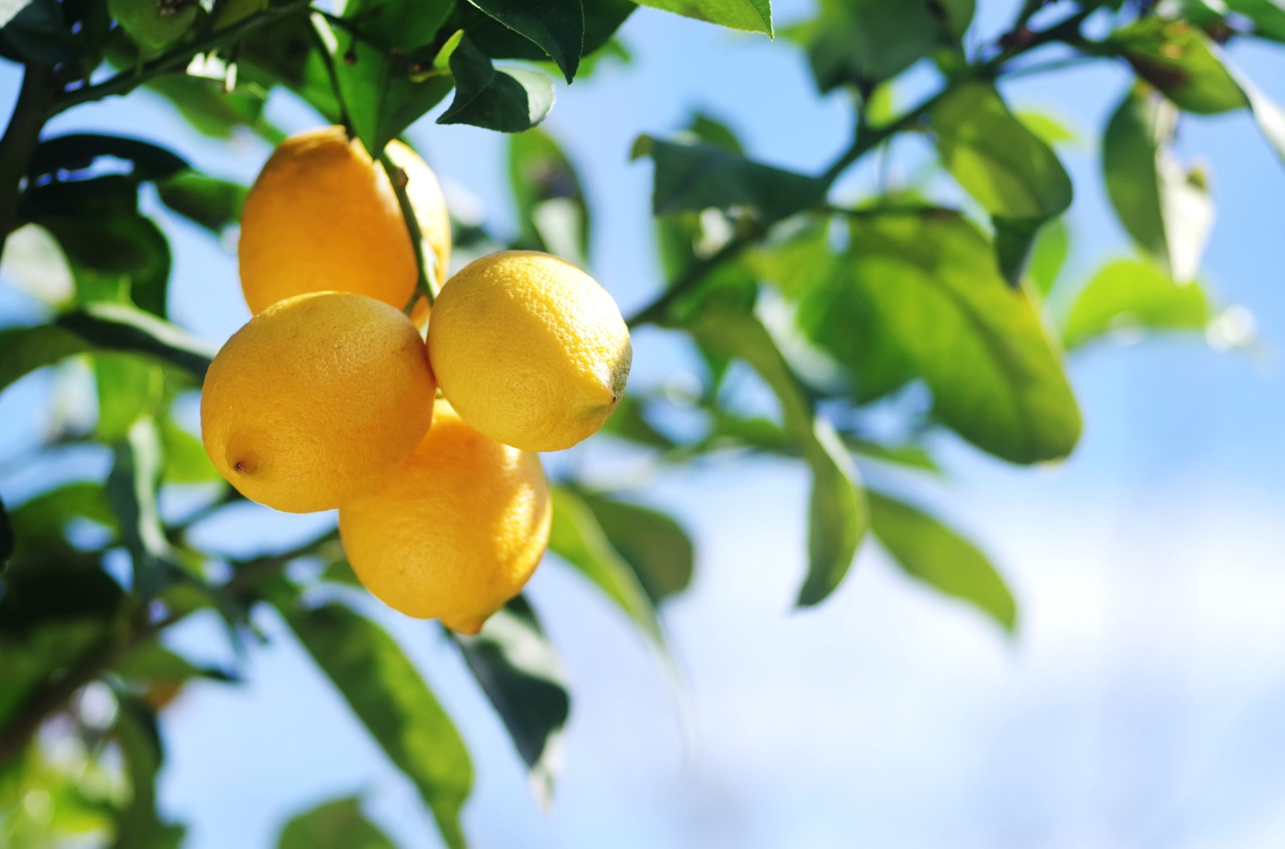 Lemon tree (Citrus limonum)