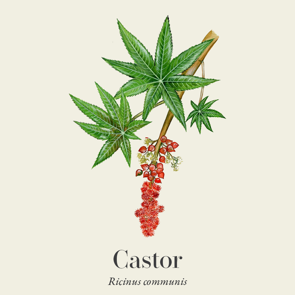 Castor (Ricinus communis)