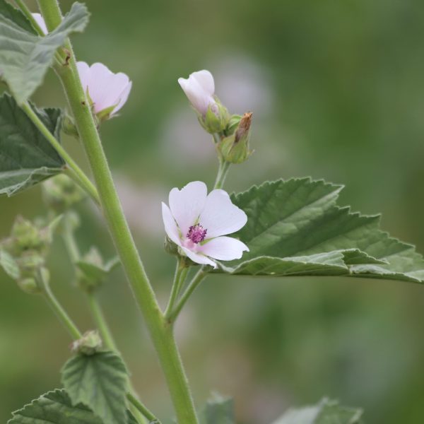 Marshmallow (Althaea officinalis)