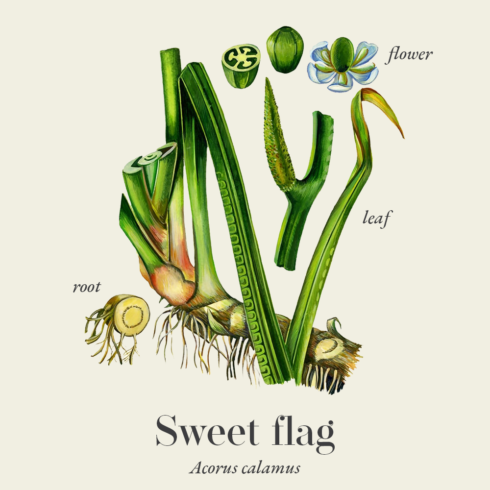 Sweet flag (Acorus calamus)