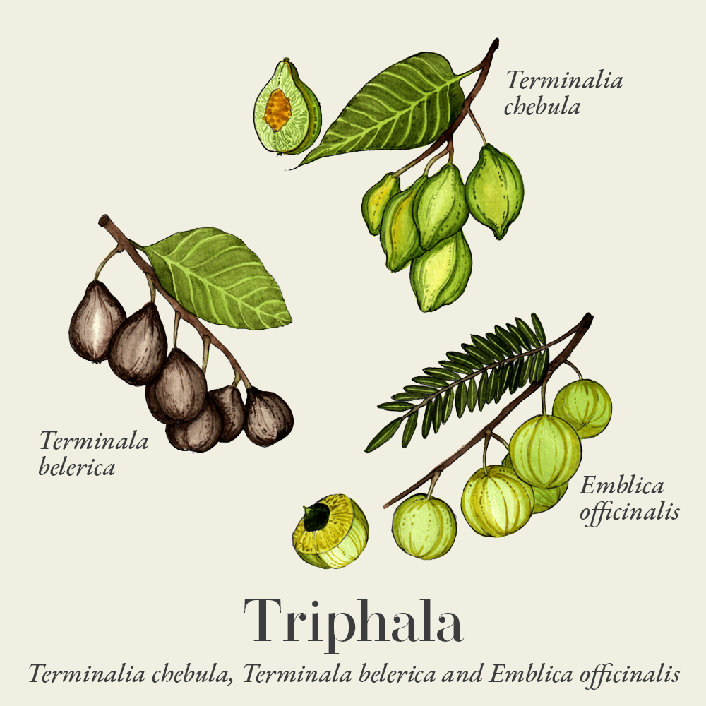 Triphala (Terminalia chebula, Terminala belerica and Emblica officinalis)