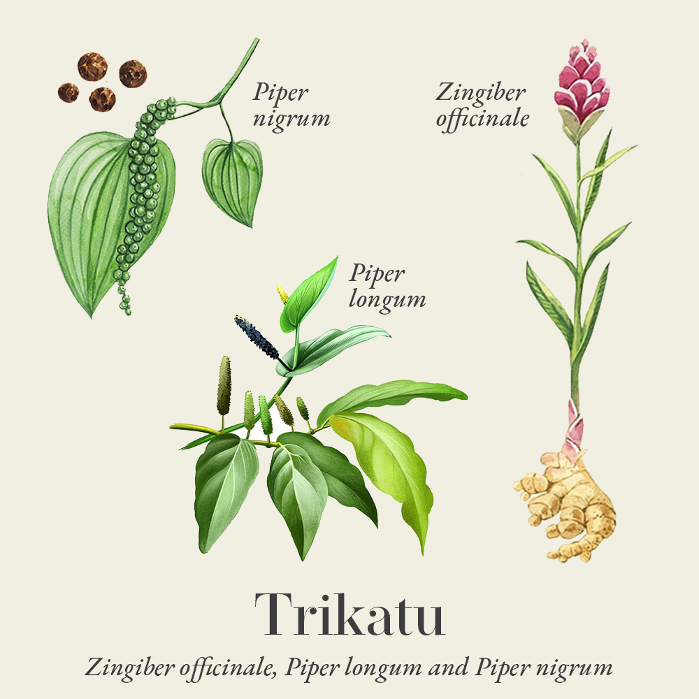 Trikatu (Zingiber officinale, Piper longum and Piper nigrum)