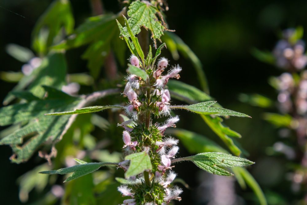 Motherwort (Leonurus cardiaca)