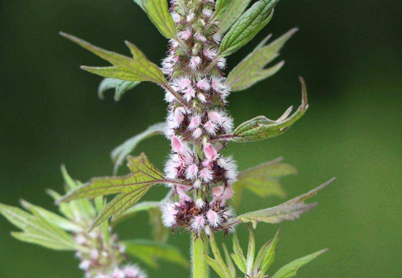 Motherwort (Leonurus cardiaca)