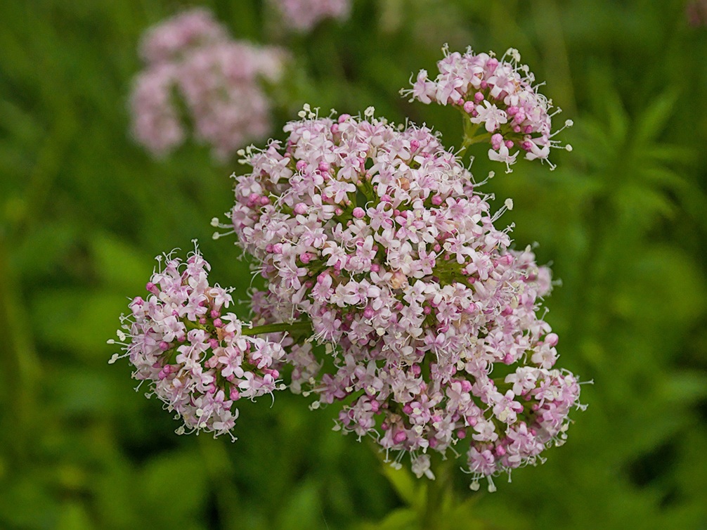 Valerian (Valeriana officinalis): Benefits, Safety, Uses | Herbal Reality