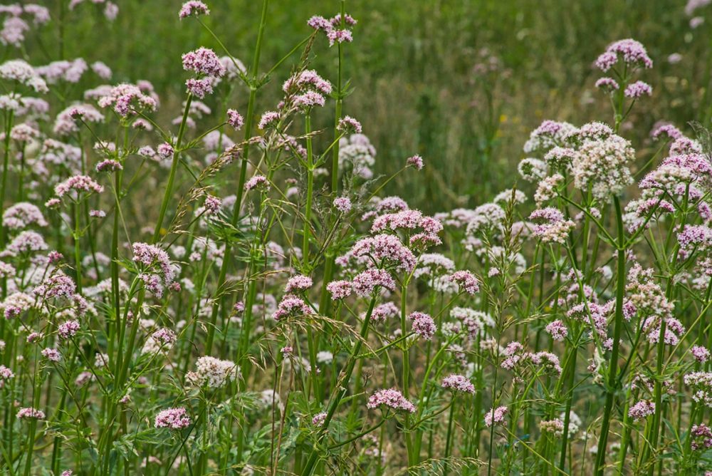 Valerian (Valeriana officinalis)