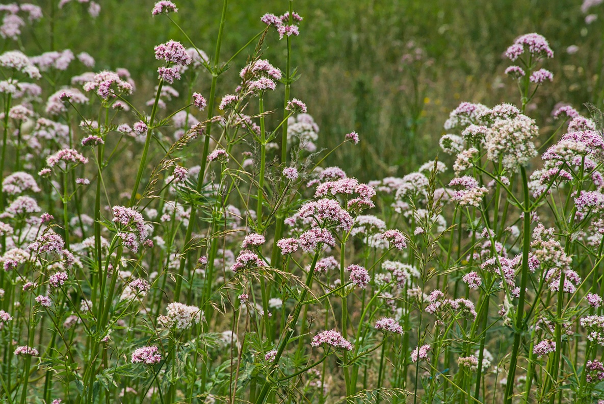 Valerian (Valeriana officinalis): Benefits, Safety, Uses | Herbal Reality