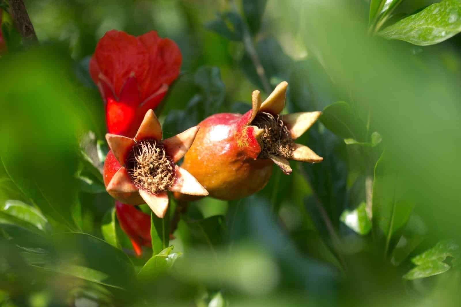 Pomegranate (Punica granatum)