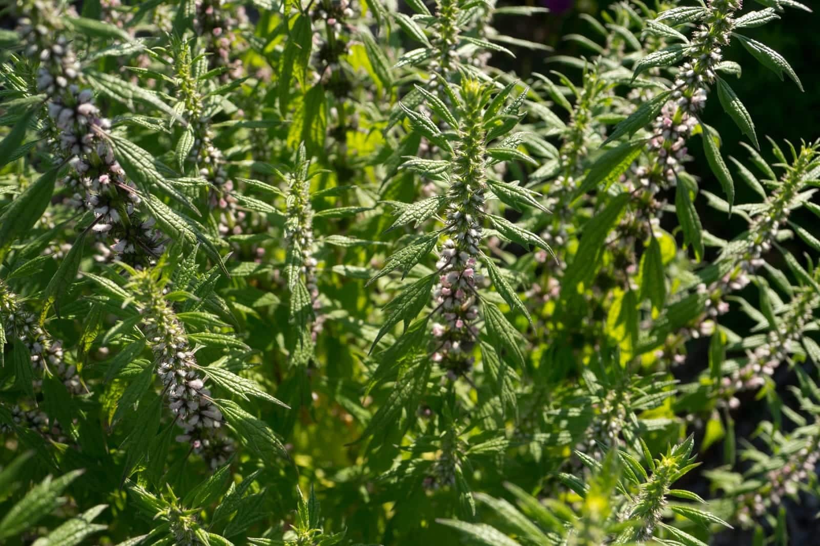 Motherwort (Leonurus cardiaca)
