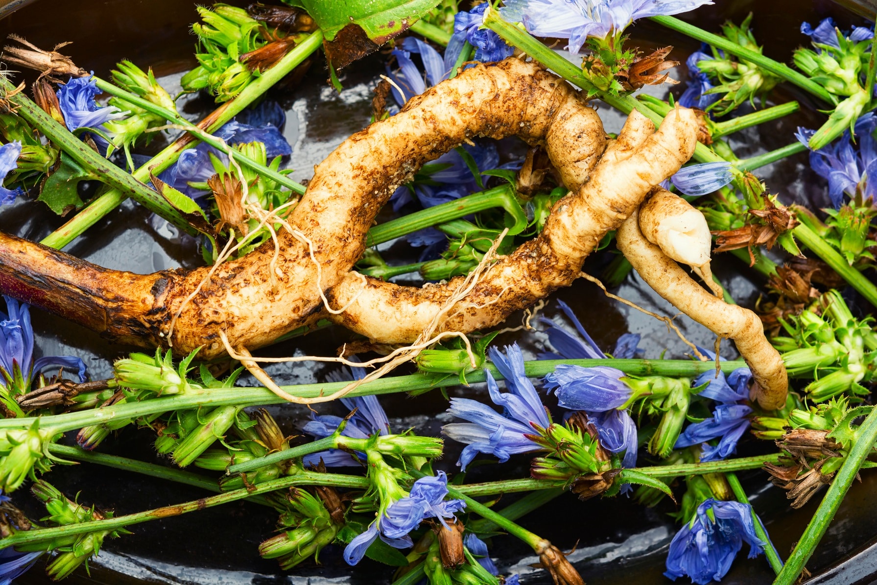 Chicory root (Cichorium intybus)