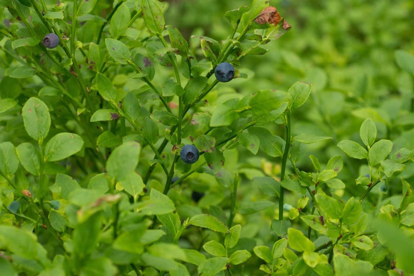 Bilberry Herbal Reality