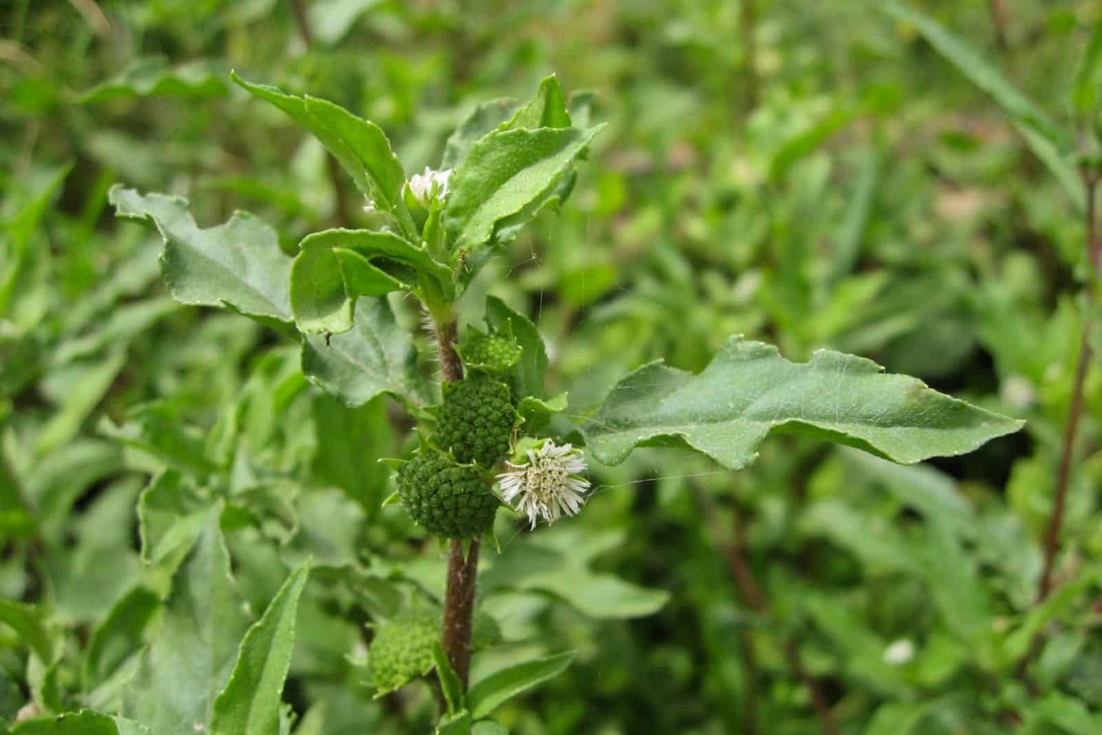 Bhringaraj (Eclipta alba): Benefits, Uses, Safety | Herbal Reality