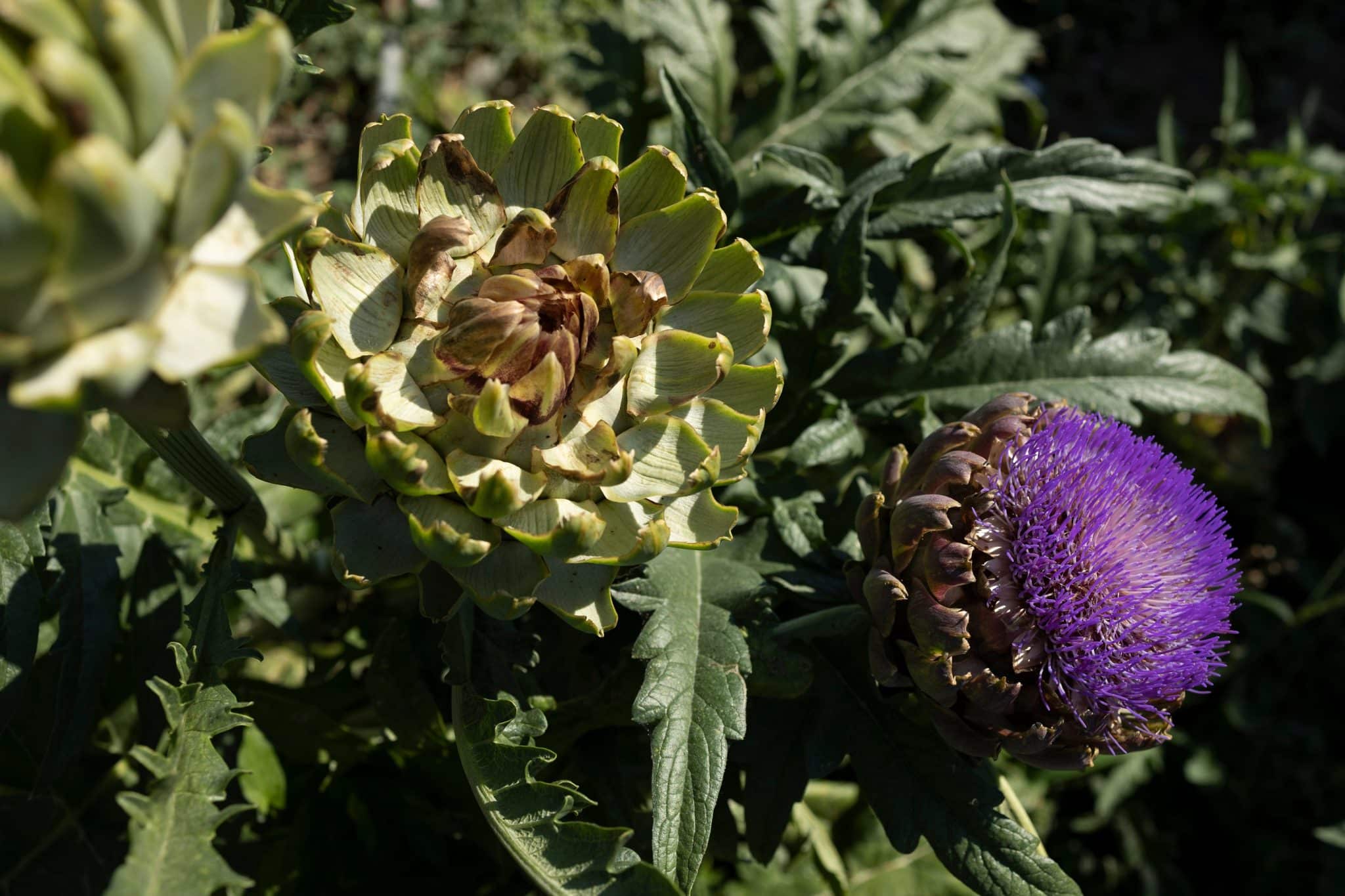 Artichoke Herbal Reality