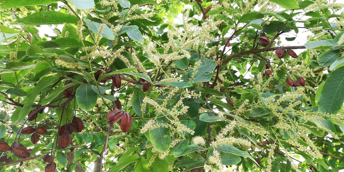 Arjuna (Terminalia arjuna)