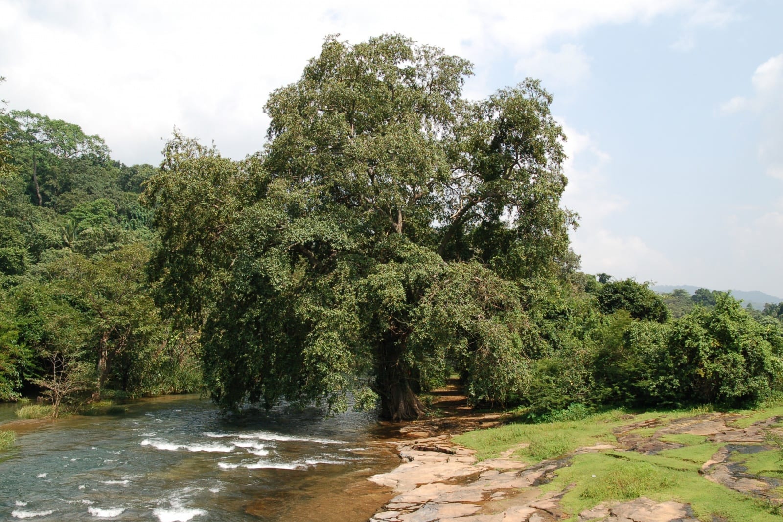 Arjuna (Terminalia arjuna)