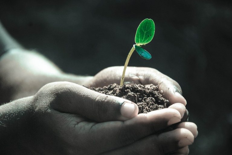 Plants: Love ’em or loathe ’em, we can’t live without ’em!