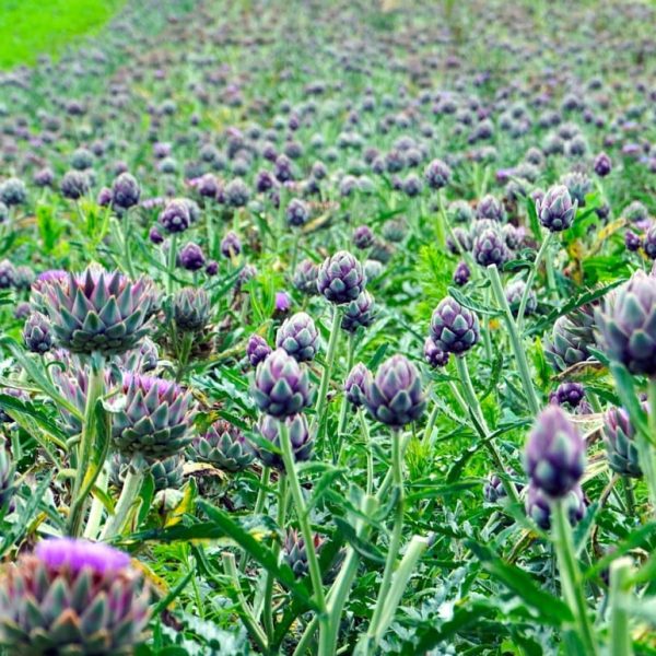 Artichoke (Cynara scolymus)