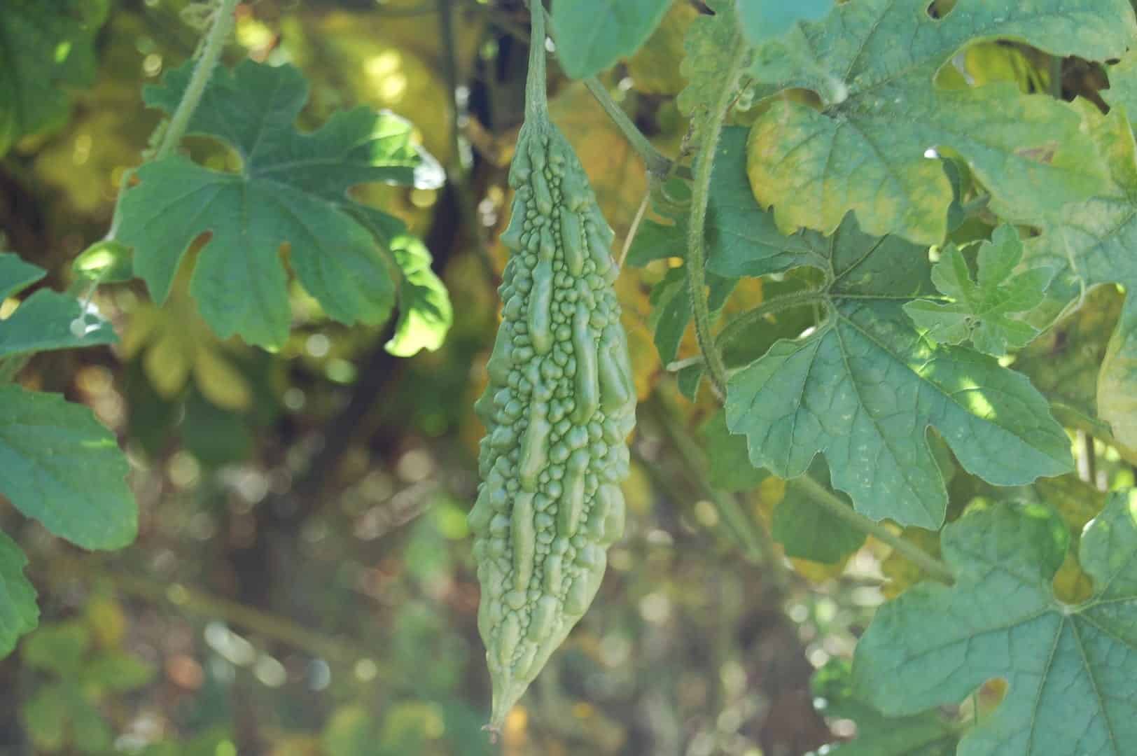 Bitter melon (Momordica charantia)