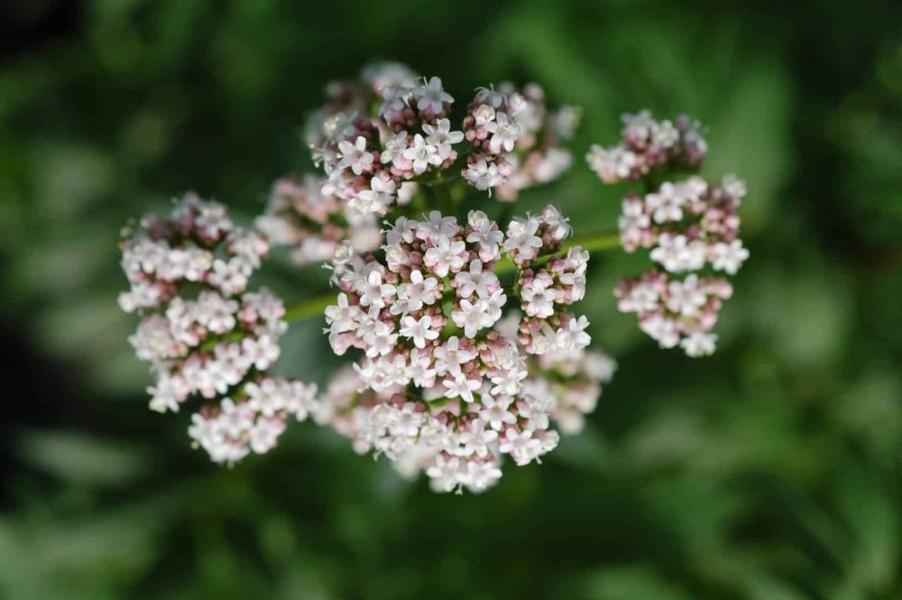 Valerian (Valeriana officinalis)