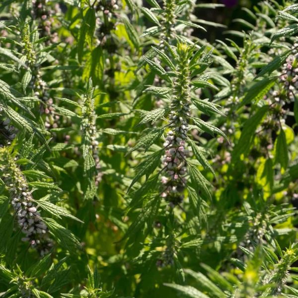 Motherwort (Leonurus cardiaca)