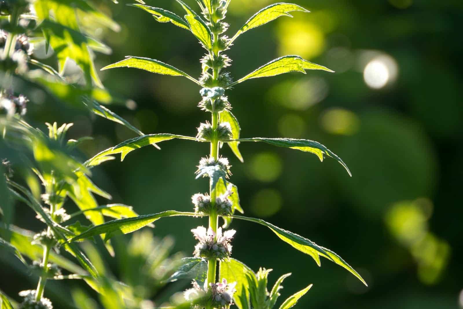 Motherwort (Leonurus cardiaca)