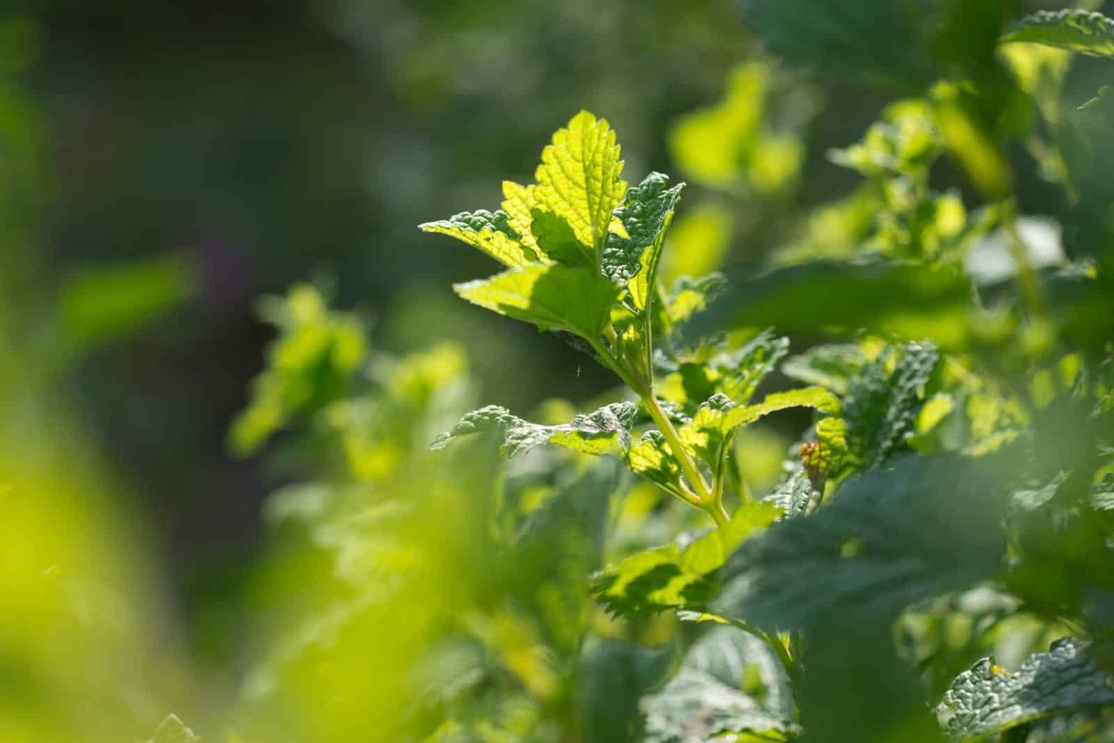Lemon balm (Melissa officinalis)