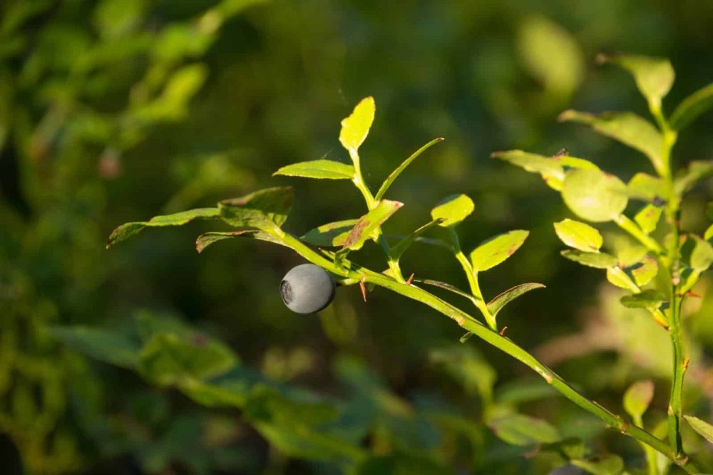 Bilberry (Vaccinium myrtillus)