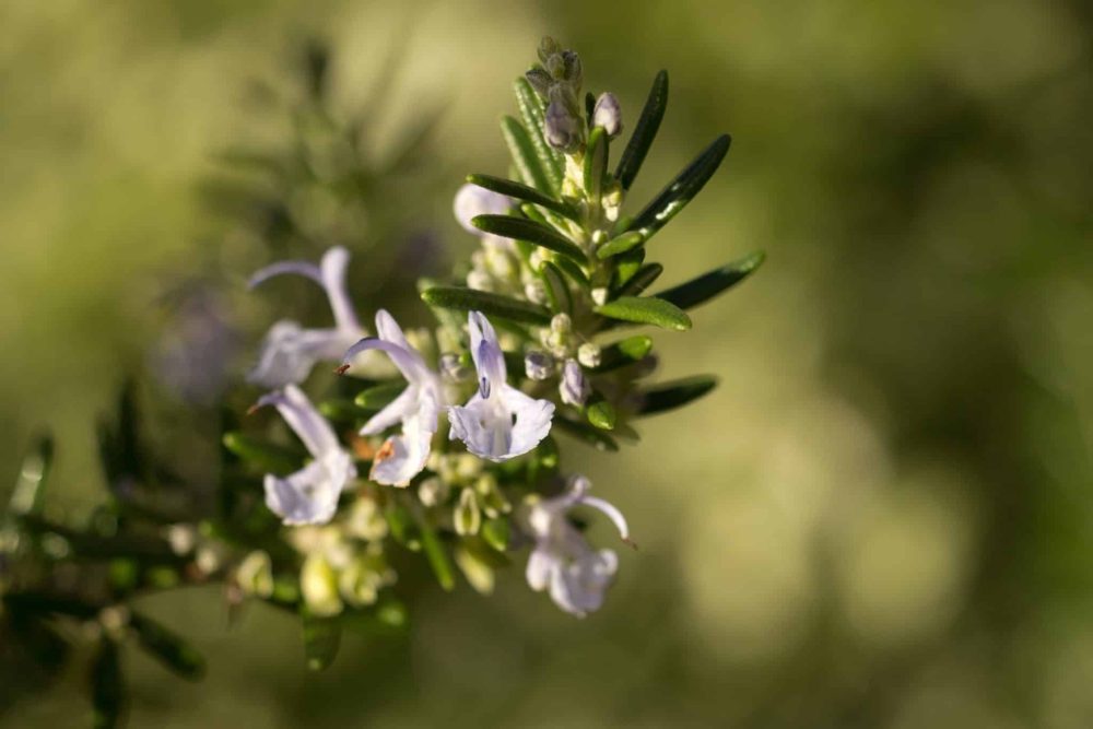 Rosemary (Rosmarinus officinalis)