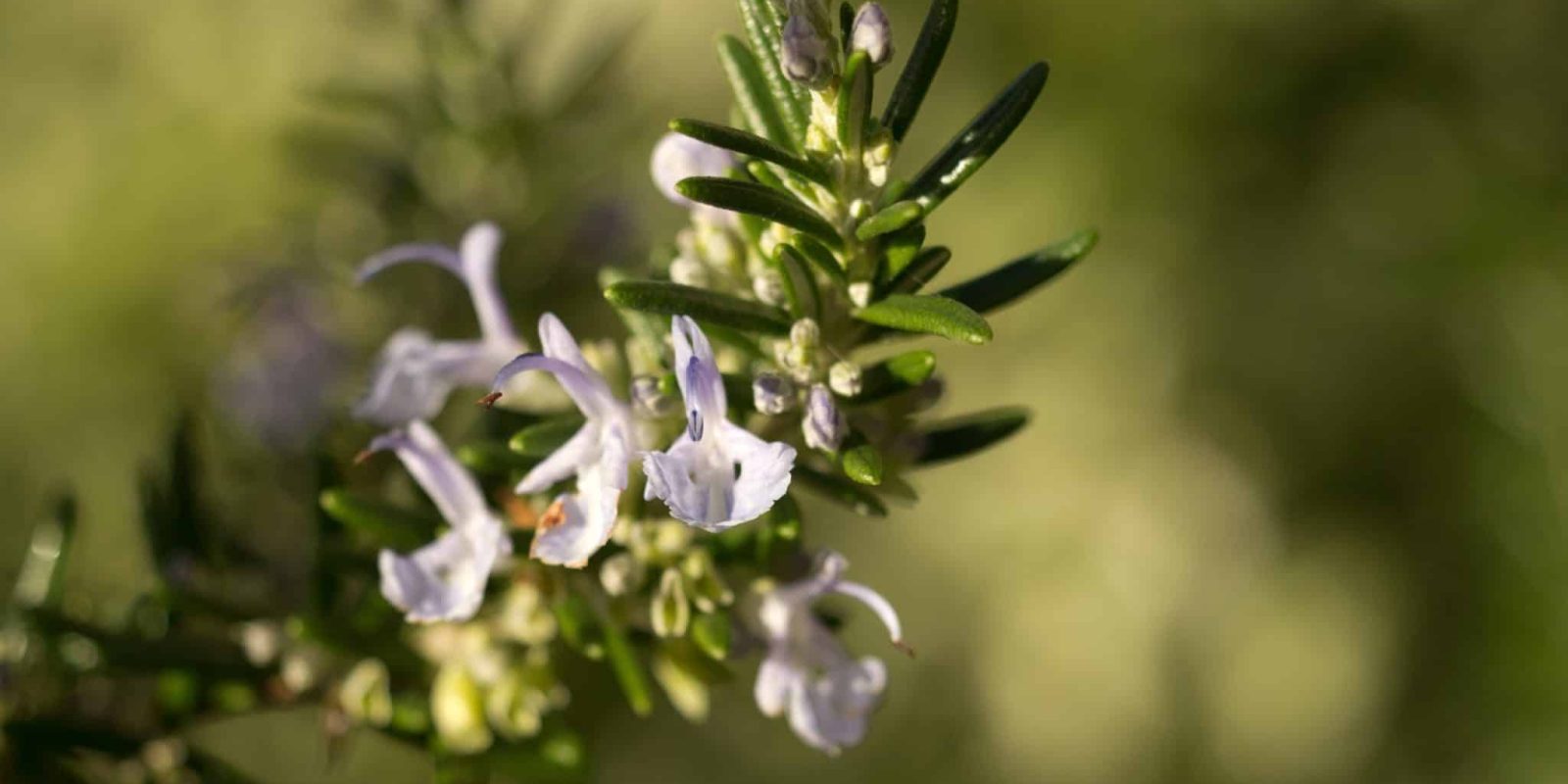Rosemary (Rosmarinus officinalis)
