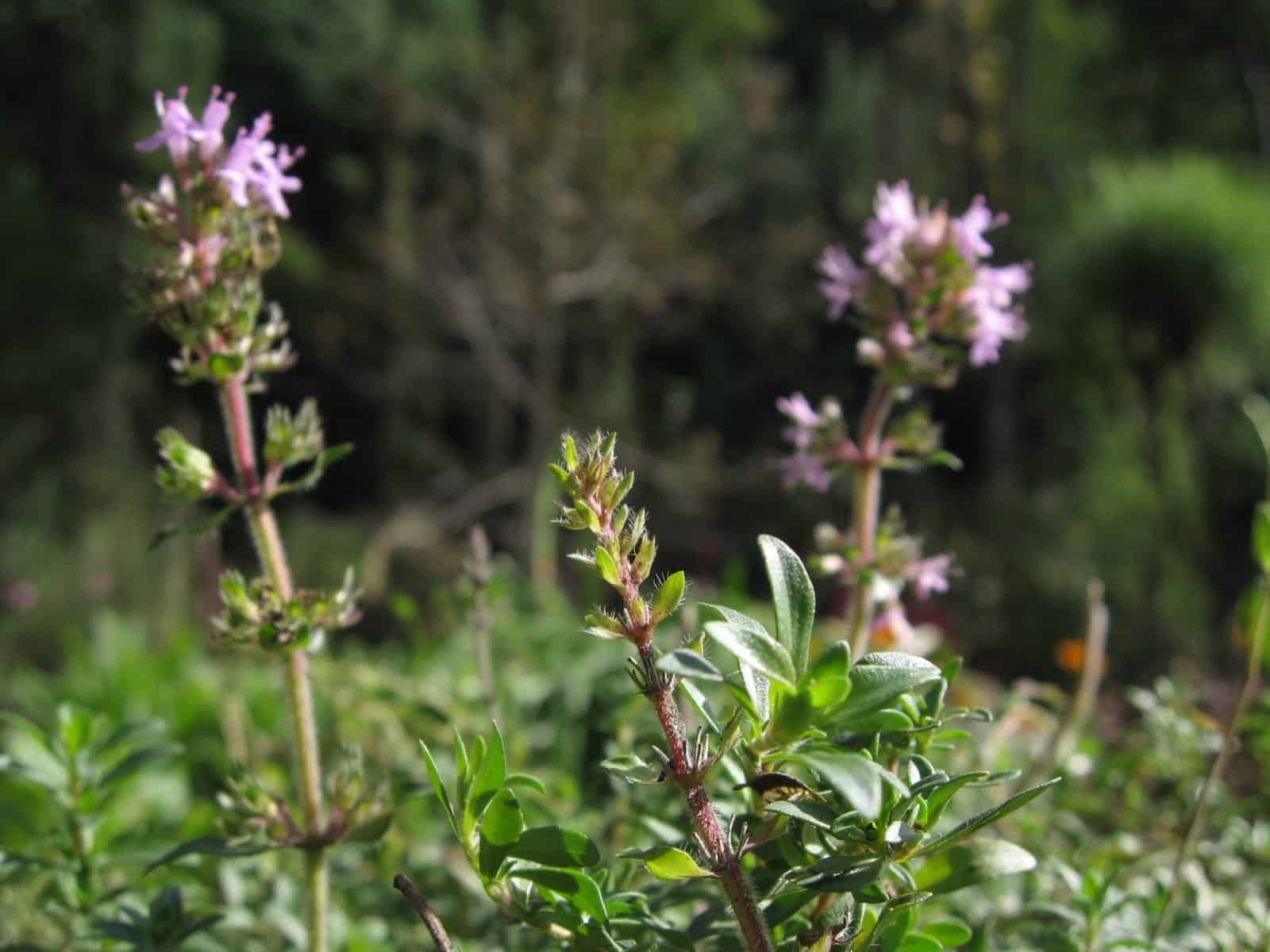 Thyme (Thymus vulgaris)