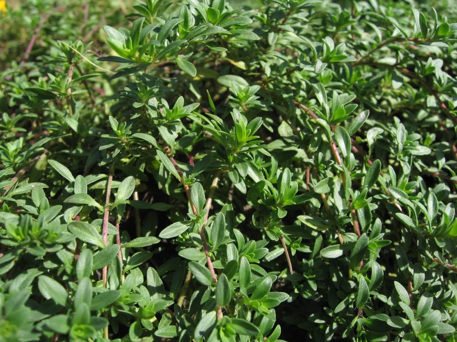 Thyme (Thymus vulgaris)
