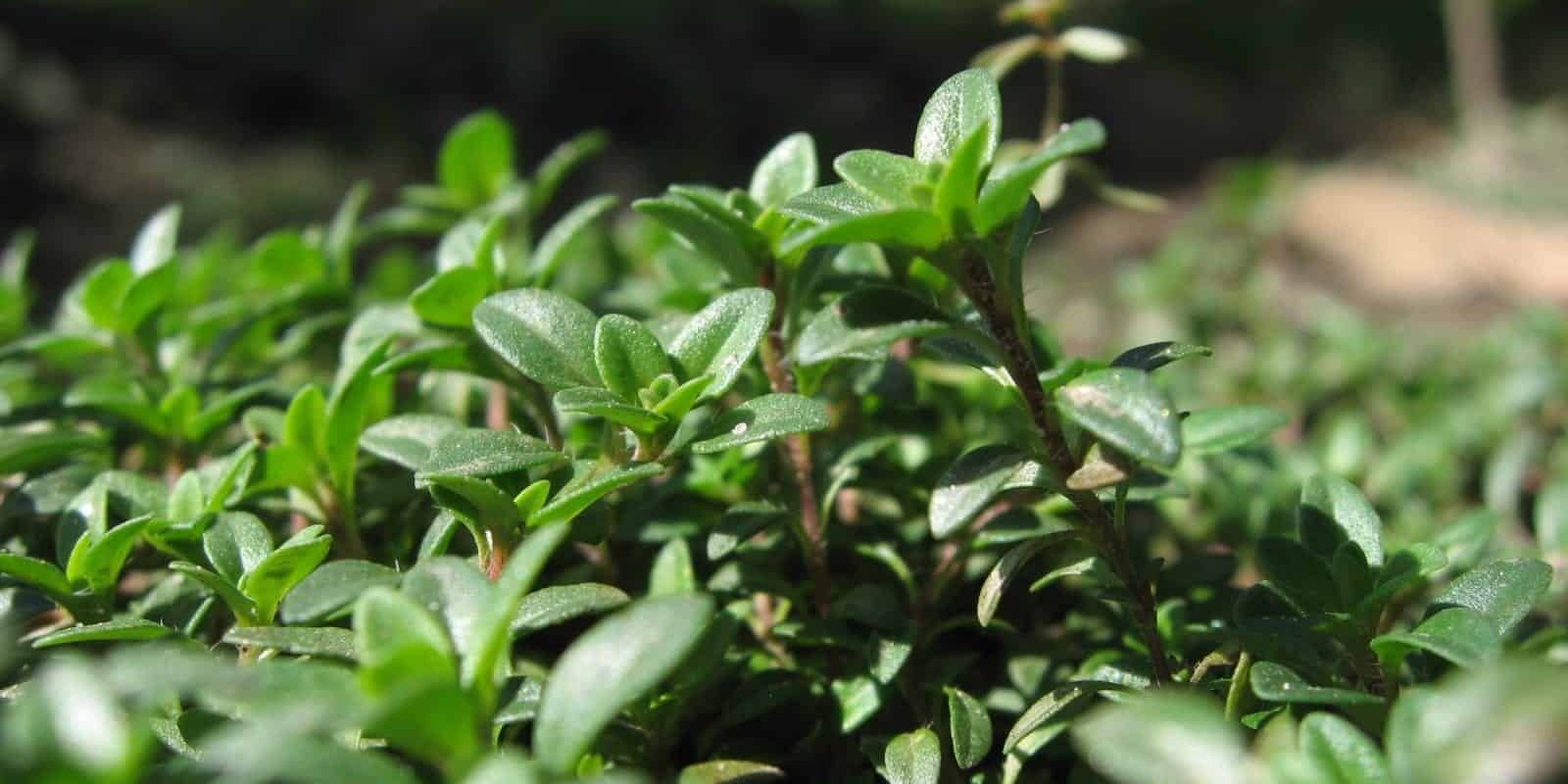 Thyme (Thymus vulgaris)