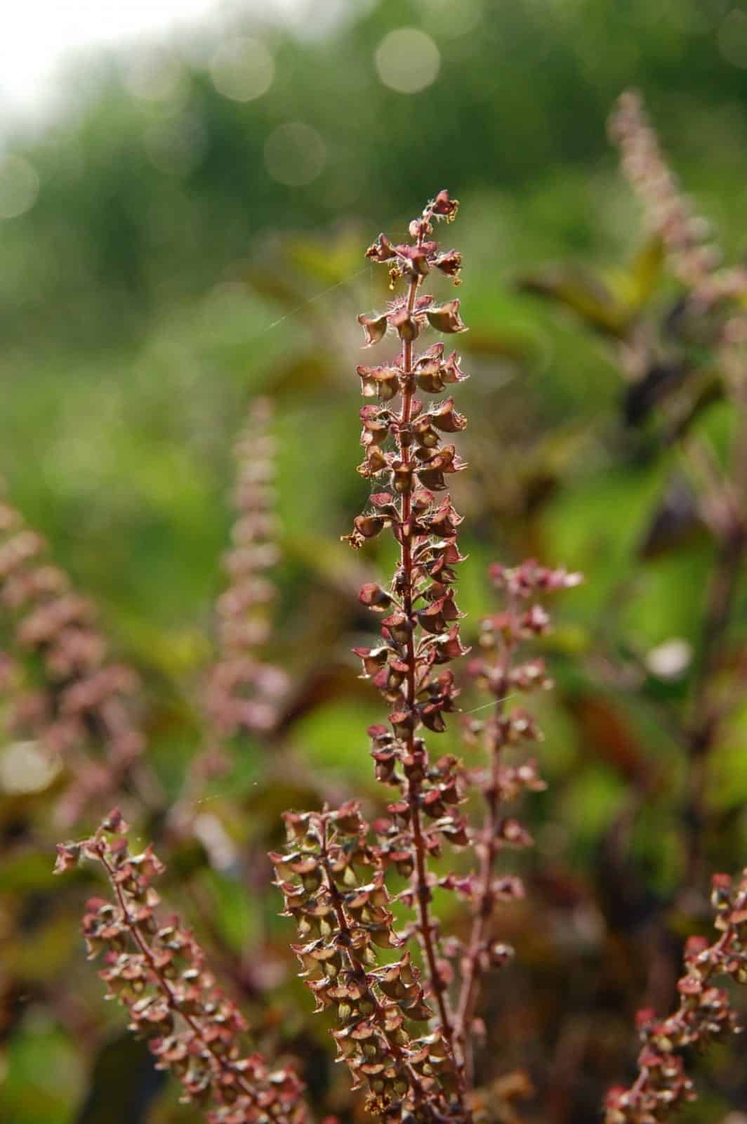 Tulsi (Ocimum tenuiflorum)