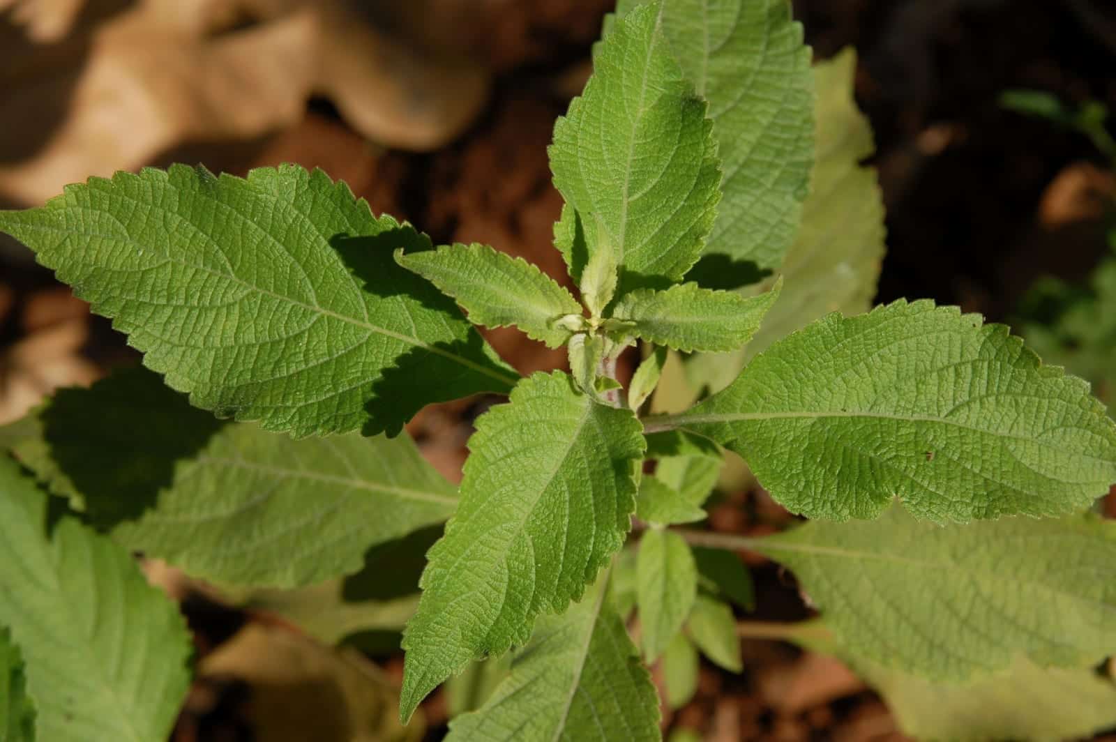 Tulsi (Ocimum tenuiflorum)