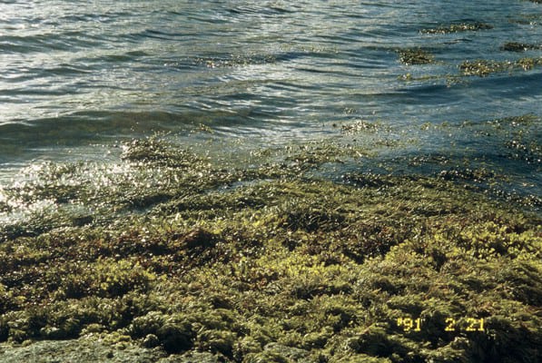 Seashore foraging and cookery workshop