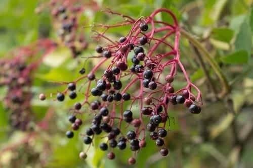 Elderberries (Sambucus nigra)