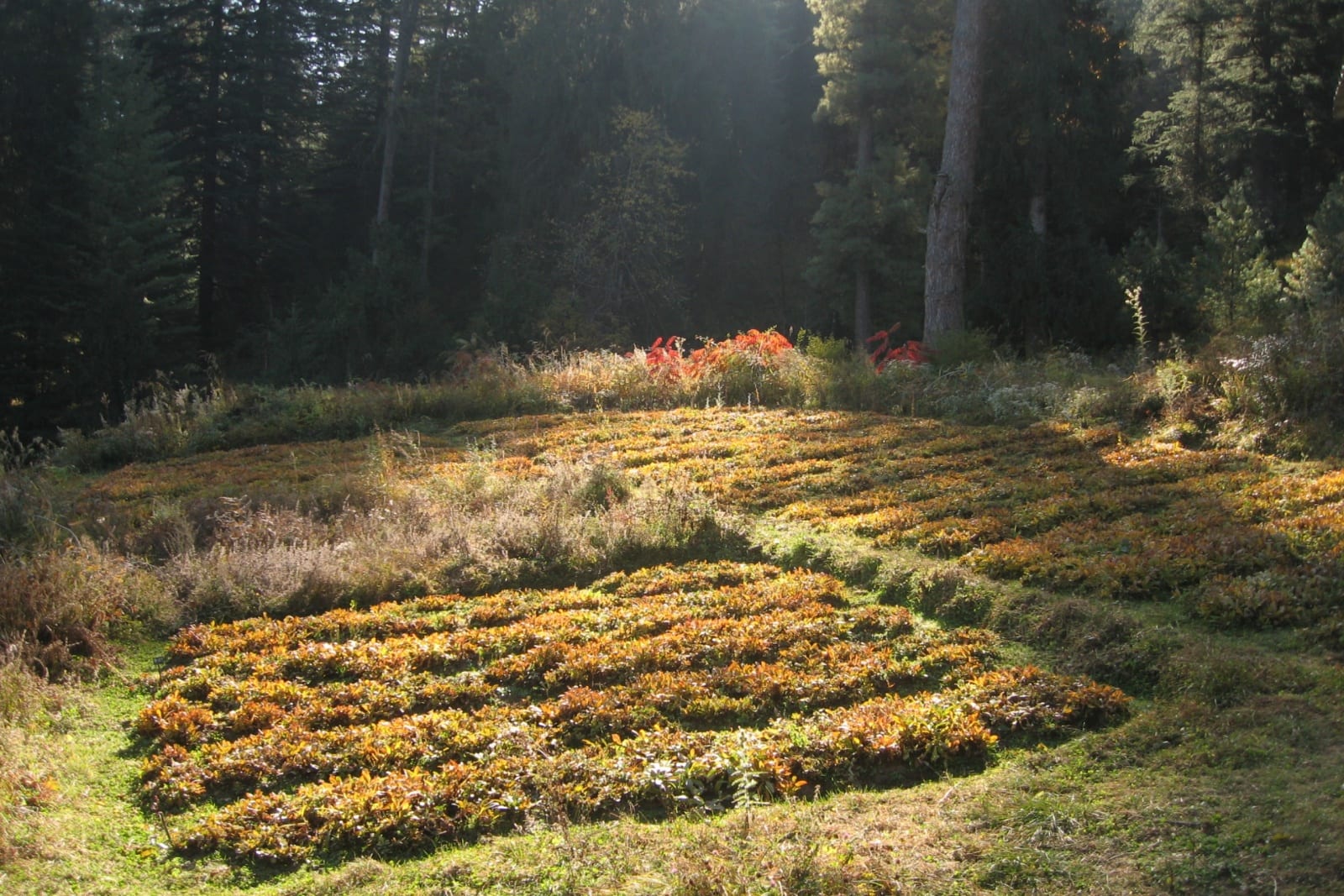 Kutki (Picrorrhiza kurroa)