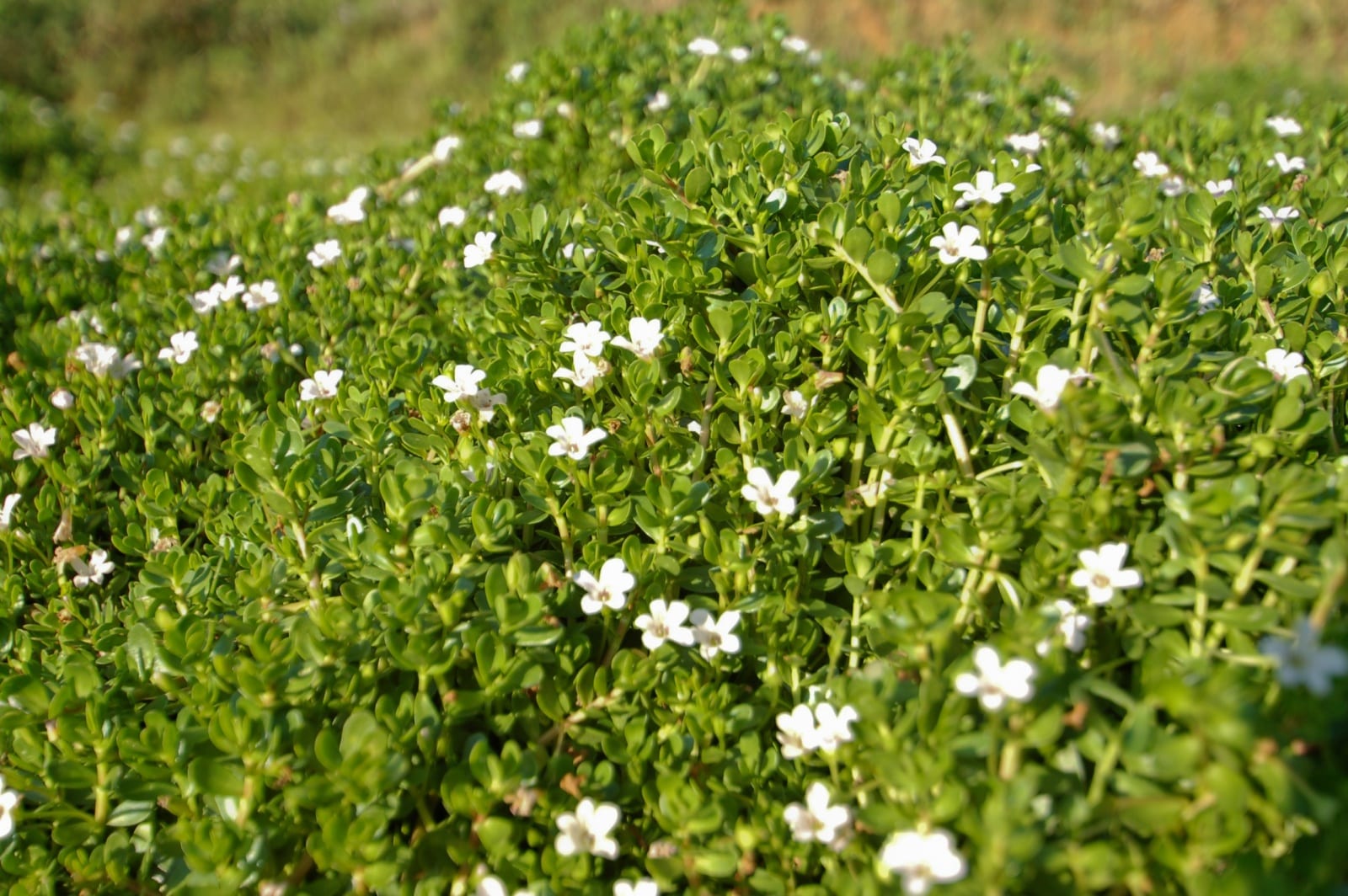 Brahmi (Bacopa monnieri)
