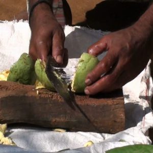 Bilva (Aegle marmelos)